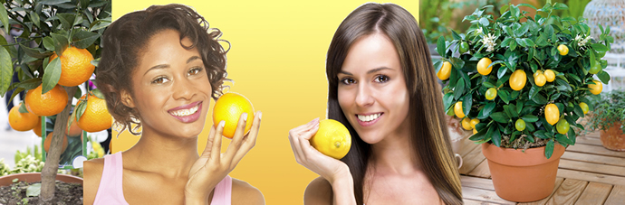 Fruitboompje, sport & vrije tijd, hobby, Oogst in de komende zomer thuis uw eigen citroenen en sinaasappels